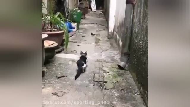 شکار سریع پرنده توسط گربه