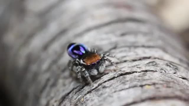 دانلود ویدیو ای از رقص جالب عنکبوت طاووسی