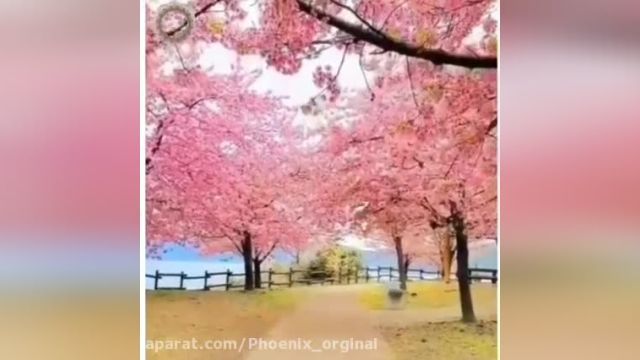کلیپ تبریک عید - ویدیو شکوفه های بهاری