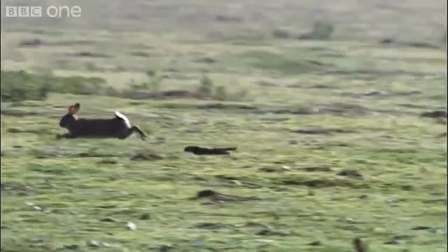 دانلود ویدیو ای از شکار خرگوش بزرگ توسط سمور