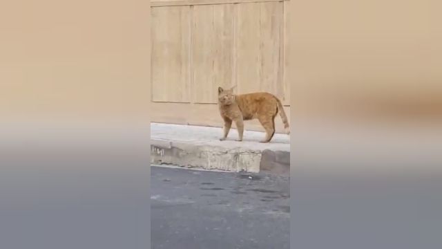 صدای گربه " صدا کردن گربه و واکنش او "