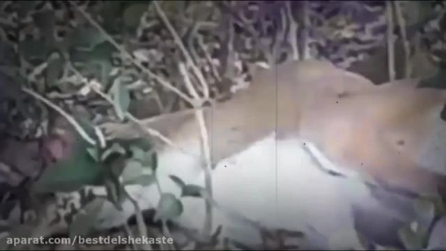 جنگ حیوانات وحشی || حمله اژدهای کومودو به بز
