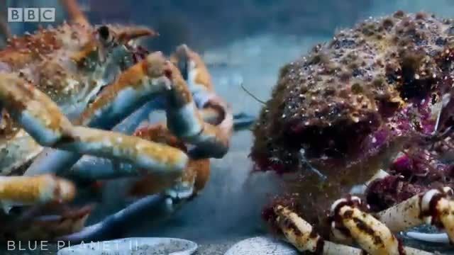 دانلود ویدیو ای از پوست انداختن گروهی هزاران خرچنگ عنکبوتی