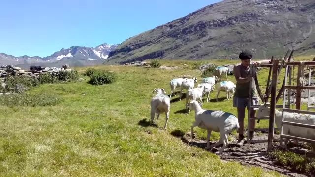 پرورش و نگهداری گوسفندان