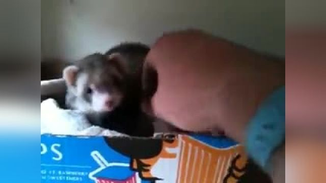 دانلود ویدیو ای از موش خرمایی که با افتخار نوزادانش را به صاحبش نشان می دهد