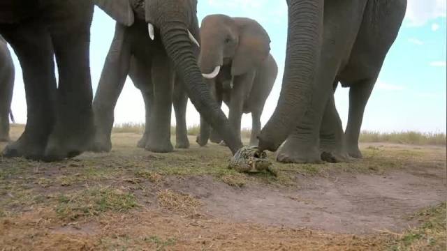 دانلود ویدیو ای از بازی کردن فیل ها با دوربین مستند سازان