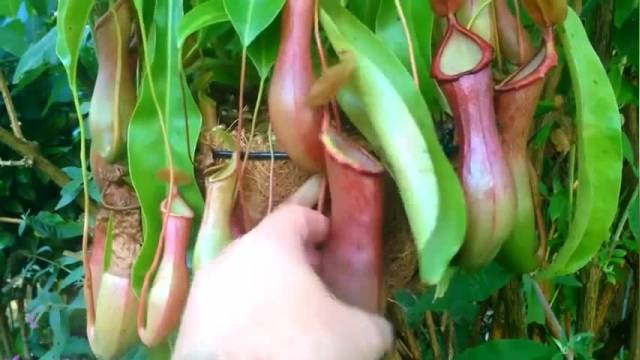 دانلود ویدیو ای از محتویات شکم گیاه گوشتخوار Nepenthes Pitcher