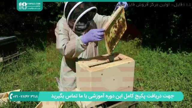 آموزش زنبورداری|پرورش زنبور عسل|تولید عسل طبیعی(نکاتی در مورد تغزیه زنبور عسل)