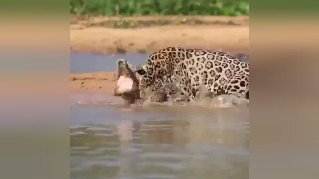 شکار شدن تمساح توسط پلنگ | ویدیو 