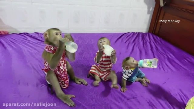 کلیپ بامزه آماده شدن میمون های بازیگوش برای شیرخوردن