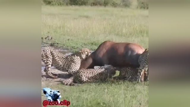 شکار شدن گوزن توسط یوزپلنگ های وحشی