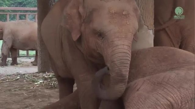 دانلود ویدیو ای از لالایی خواندن و خواباندن فیل