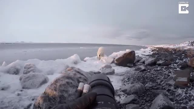 کلیپ بامزه از ترساندن خرس قطبی گرسنه توسط عکاس تنها