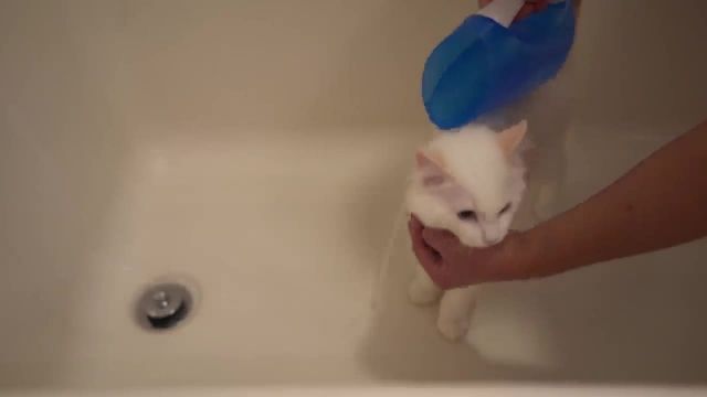 آموزش حمام گربه
