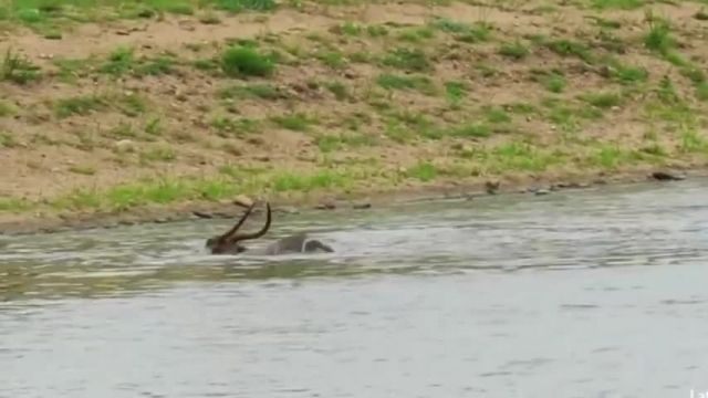 جنگ حیوانات ، شکار تمساح ها در کنار رودخانه !