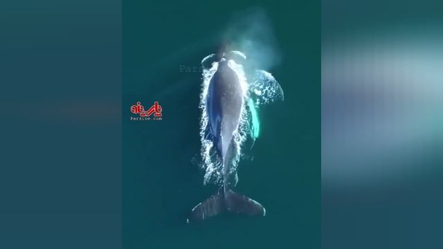 صدای مسحور کننده نهنگ و آرامش اقیانوس + فیلم