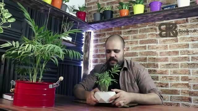 آموزش روش نگهداری از گیاه شامادورا !
