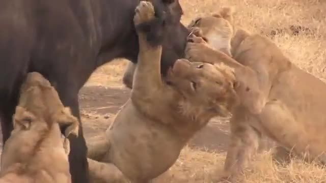 کلیپ وحشیانه خوردن زنده بوفالو توسط 15 شیر و 3 کفتار 