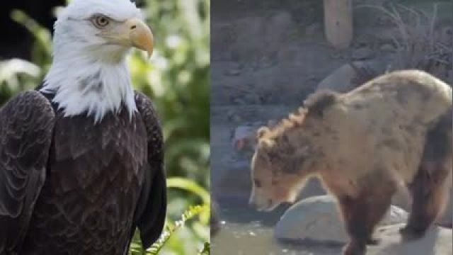 15 تا از جذابترین حملات عقاب ها که فیلم برداری شده اند !