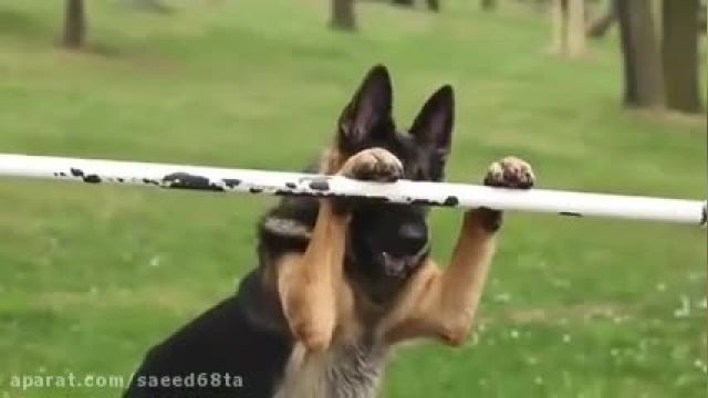 صدای سگ پلیس + باهوش ترین سگ ها با صدای بلند 