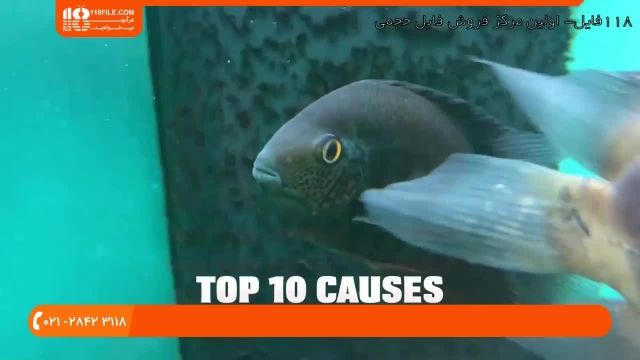 آموزش نگهداری ماهی زینتی - دلایل مردن ماهی ها