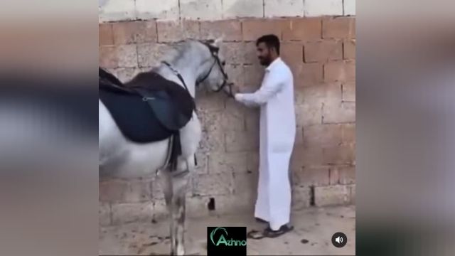 لگد زدن اسب ???? https://azhno.com/