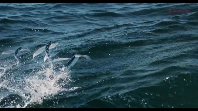 ویدئویی جذاب و خیره کننده از پرنده‌ ماهی ها - حیرت آور و زیبا