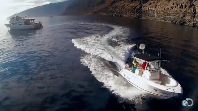 دانلود ویدیو ای از بزرگترین کوسه سفید فیلمبرداری شده