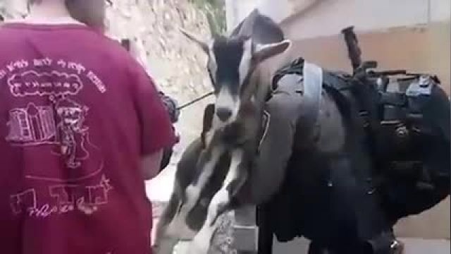 15 مبارزه افسران پلیس با حیوانات !