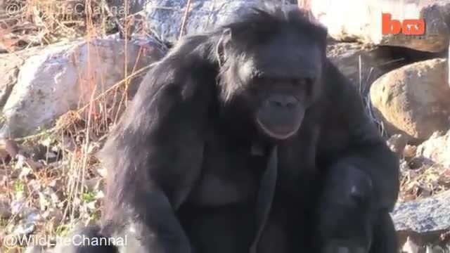 ویدیو بسیار بامزه از میمونی که مثل انسان ها غذا هارو میپزه !