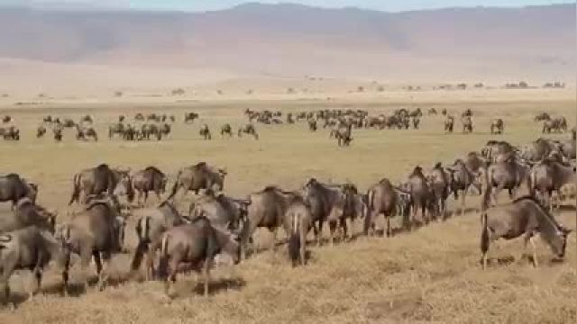 15 حیوانی که از خودشون دربرابر خطر محافظت کردند !