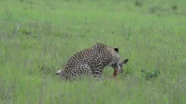 ویدیویی از رفتار عجیب یوزپلنگ قبل از کشتن بچه آهو !