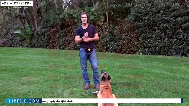 آموزش سگ-تربیت سگ-تربیت سگ خانگی-آموزش اطاعت پذیری