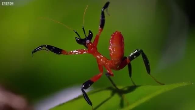 دانلود ویدیو ای از مبارزه حشرات