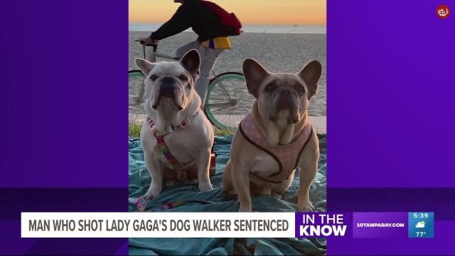 دزد سگ‌های لیدی گاگا 21 سال محکومیت بهمراه داشت | ویدیو 