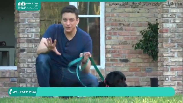 آموزش تربیت سگ -نحوه آرام کردن سگ در چند دقیقه