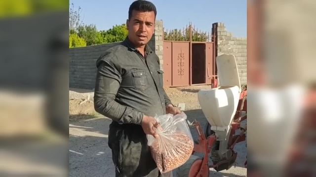 کاشت بادام زمینی در اصفهان برای اولین بار