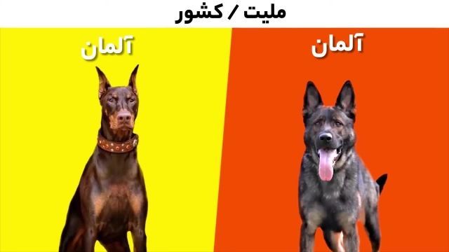 مقایسه سگ ژرمن شپرد و دوبرمن 