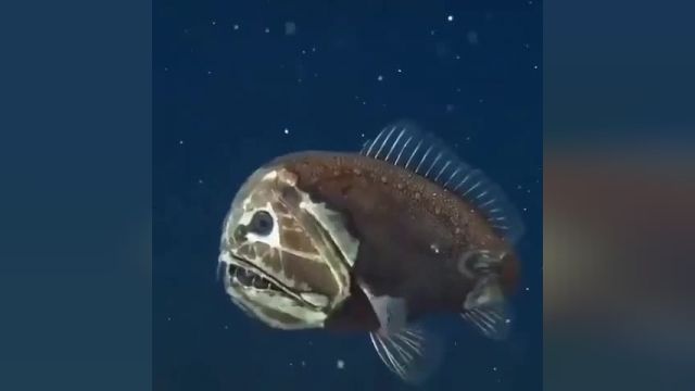 ماهی ترسناک شبیه هیولا در اقیانوس آرام | ویدیو 
