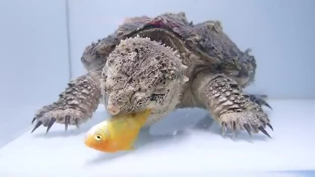 دانلود ویدیو ای از تغذیه لاک پشت aligator snapping turtle