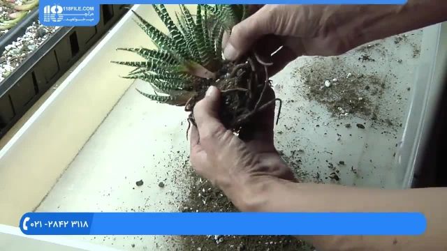 آموزش کاشت گل و گیاه - نحوه قلمه زدن کاکتوس به صورت اصولی