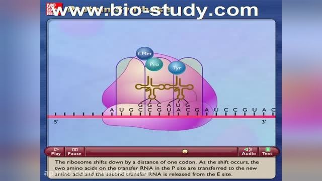انیمیشن-ترجمه-پروتئین-سازی+09044686613 تدریس زیست شناسی