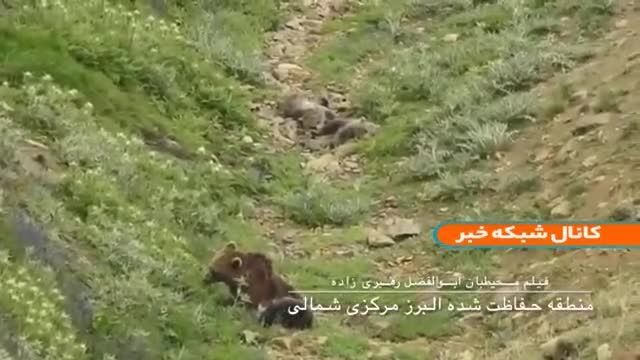 خرس قهوه‌ای به همراه توله‌هایش در استان البرز | ویدیو