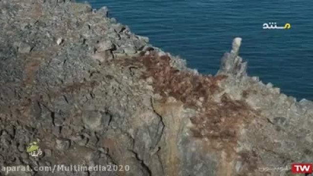 کلیپ هیجان انگیز راز بقا و حیات وحش ، گرازهای دریایی !