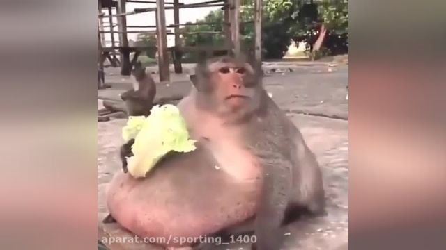 یک دقیقه از زندگی میمون کاهو خوار!