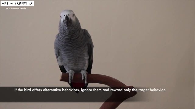 آموزش تربیت طوطی-آموزش اصول تربیت طوطی-حرف زدن طوطی ویدیو چهارم