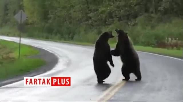 کلیپ مبارزه دو خرس بزرگ و وحشی در وسط اتوبان !