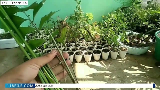 آموزش پرورش گل و گیاه آپارتمانی-کاشت گل و گیاه-نحوه کاشت و آبیاری گیاه پاپیروس
