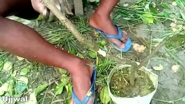 آموزش روش ریشه هوایی برای تکثیر درخت لیمو