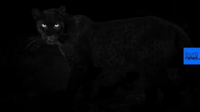 دانلود ویدیو ای از پلنگ سیاه پس از یک قرن شکار دوربین شد